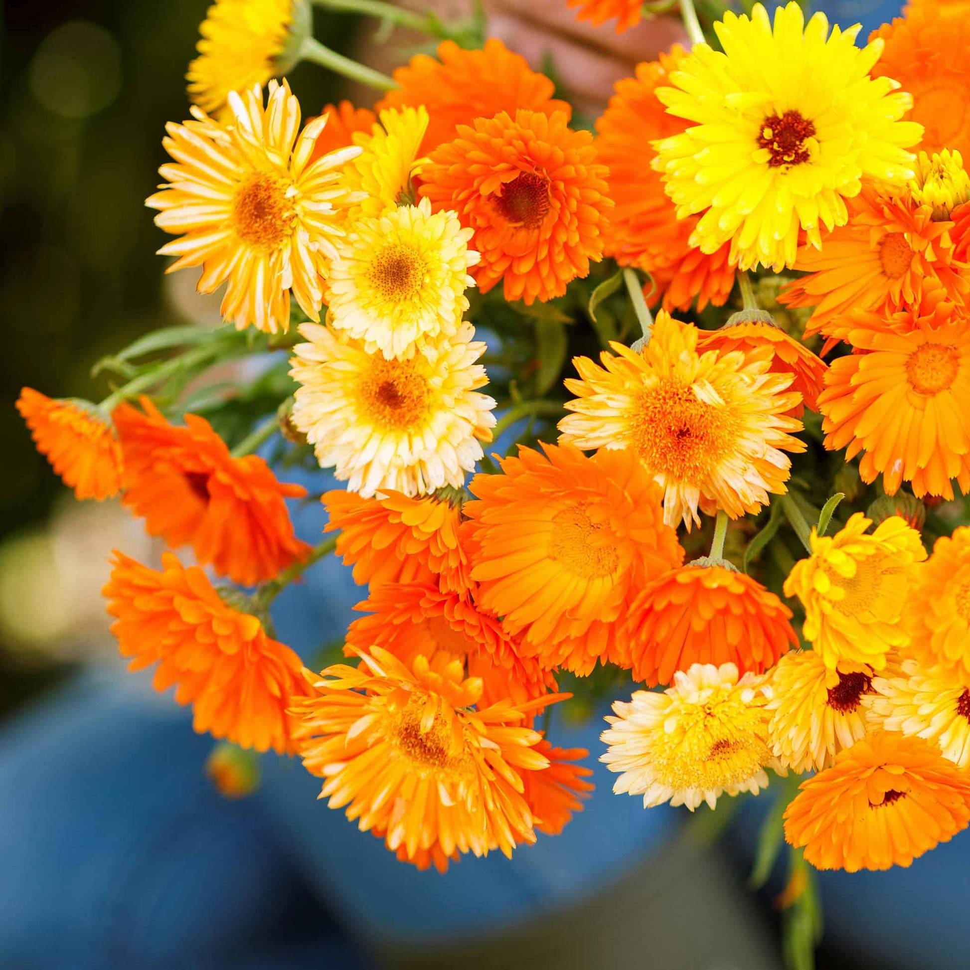     			Jignisha Seeds Calendula Flower ( 30 Seeds )