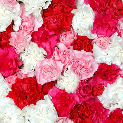     			Jignisha Seeds Carnation Flower ( 30 Seeds )