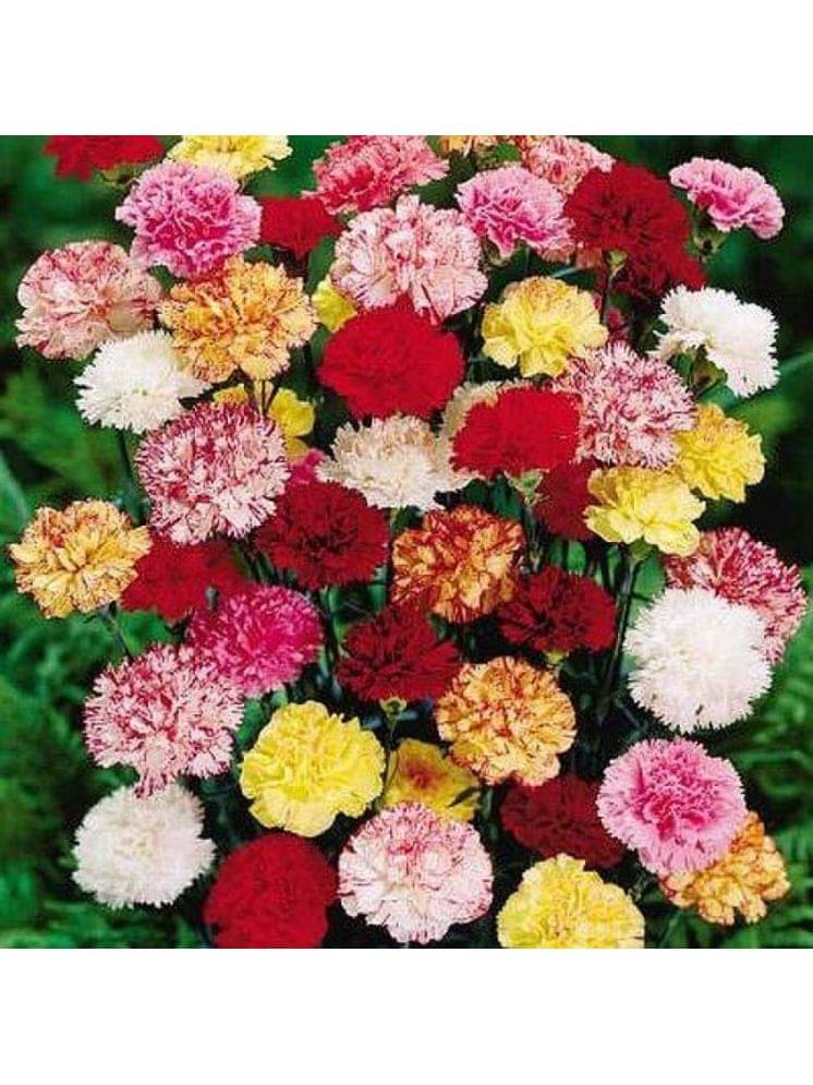 Jignisha Seeds Carnation Mixed Flower ( 30 Seeds ) Jignisha Seeds Carnation Mixed Flower ( 30 Seeds )