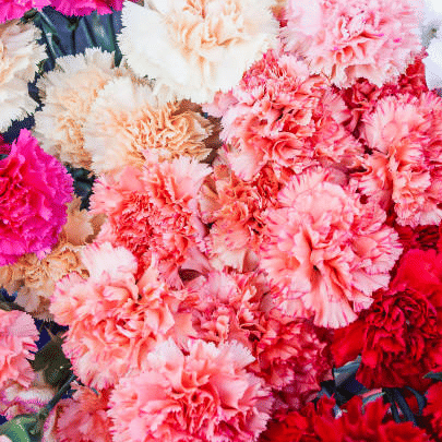 Jignisha Seeds Carnation Mixed Flower ( 30 Seeds ) Jignisha Seeds Carnation Mixed Flower ( 30 Seeds )