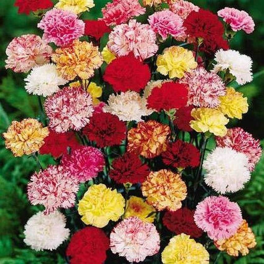     			Jignisha Seeds Carnation Mixed Flower ( 30 Seeds )