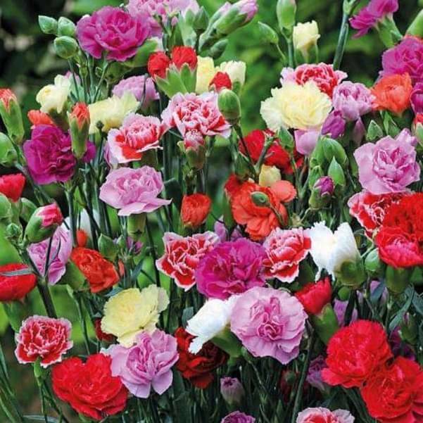Jignisha Seeds Carnation Vegetable ( 30 Seeds ) Jignisha Seeds Carnation Vegetable ( 30 Seeds )