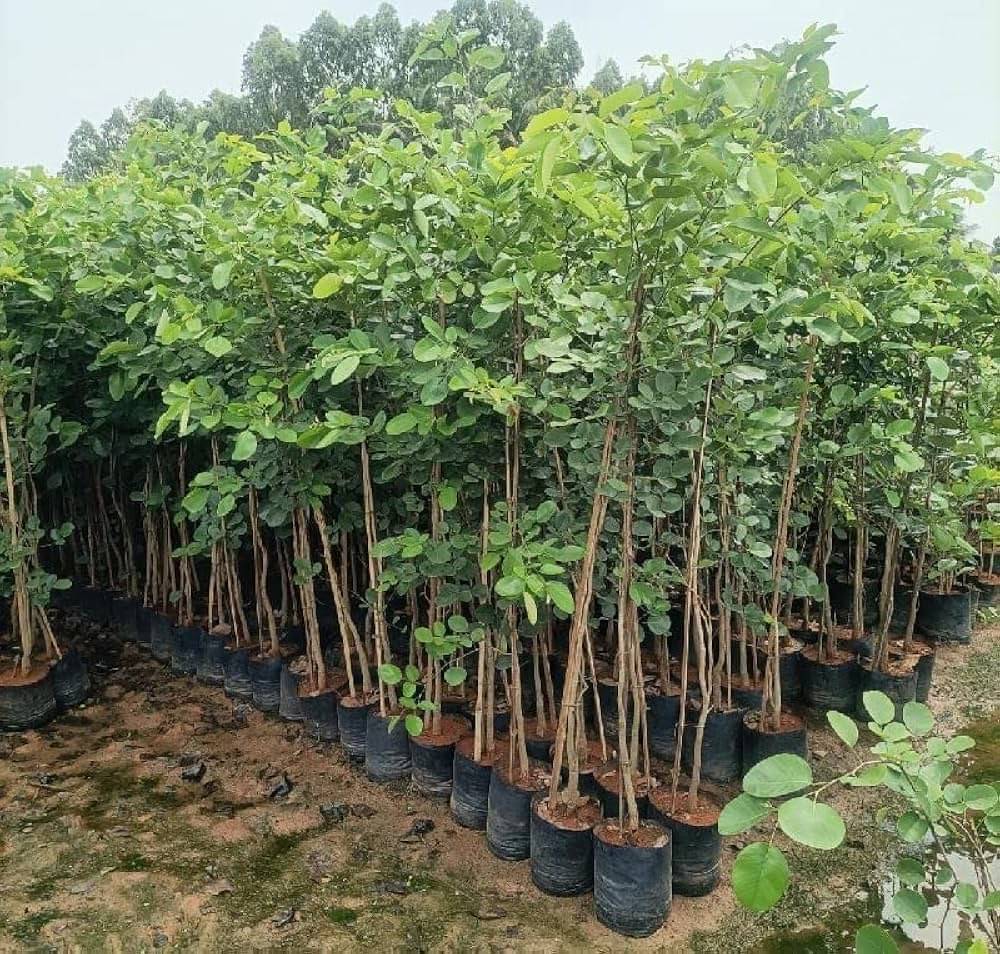 Jignisha Seeds Sandalwood Plant ( 5 Seeds ) Jignisha Seeds Sandalwood Plant ( 5 Seeds )