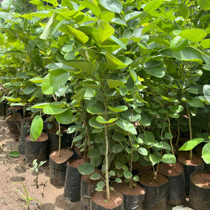 Red sandalwood seeds for plantation || Seeds for red sandalwood plantation || 5 seeds Red sandalwood seeds for plantation || Seeds for red sandalwood plantation || 5 seeds