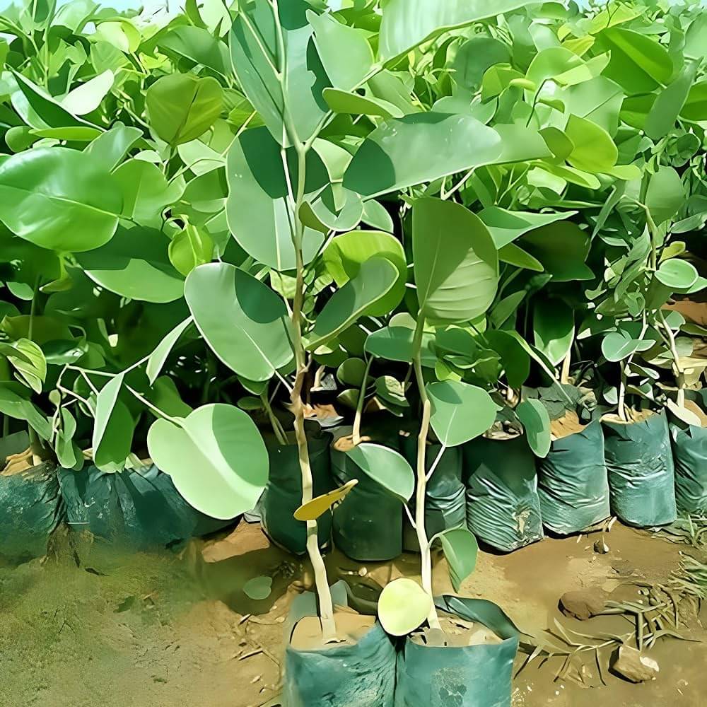 Red Chandan (Red Sandalwood) Seeds: A Unique Addition to Your Home Garden ( 5 Seeds )     			Red Chandan (Red Sandalwood) Seeds: A Unique Addition to Your Home Garden ( 5 Seeds )