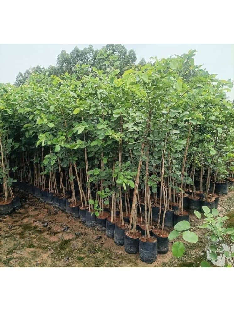 Jignisha Seeds Sandalwood Plant ( 5 Seeds )