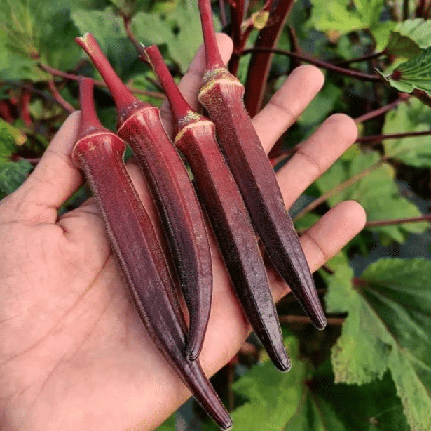     			Jignisha Seeds Bhindi Vegetable ( 30 Seeds )