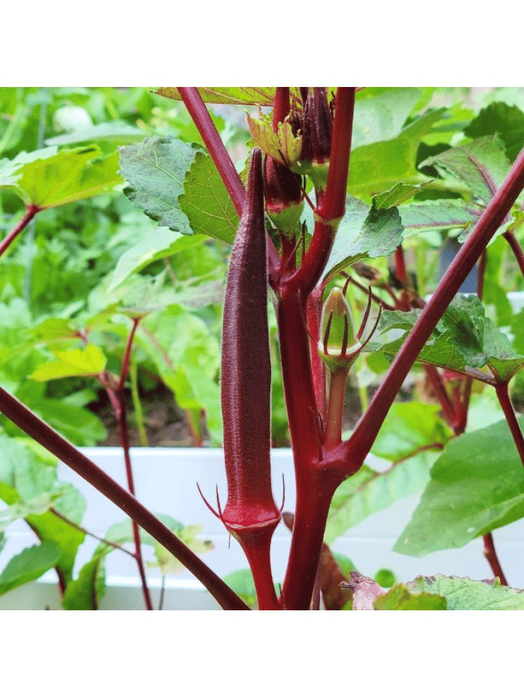 Jignisha Seeds Bhindi Vegetable ( 30 Seeds )     			Jignisha Seeds Bhindi Vegetable ( 30 Seeds )