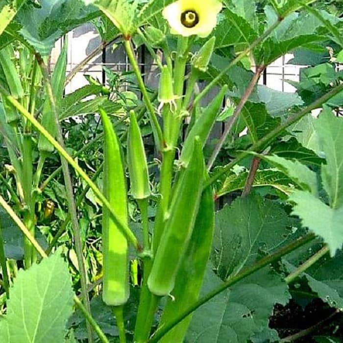 Jignisha Seeds Lady Finger Vegetable ( 25 Seeds )