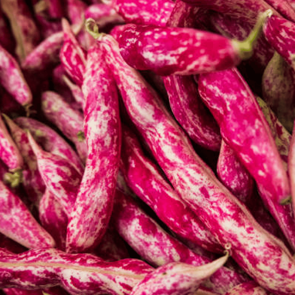 Jignisha Seeds Beans Vegetable ( 15 Seeds ) Jignisha Seeds Beans Vegetable ( 15 Seeds )