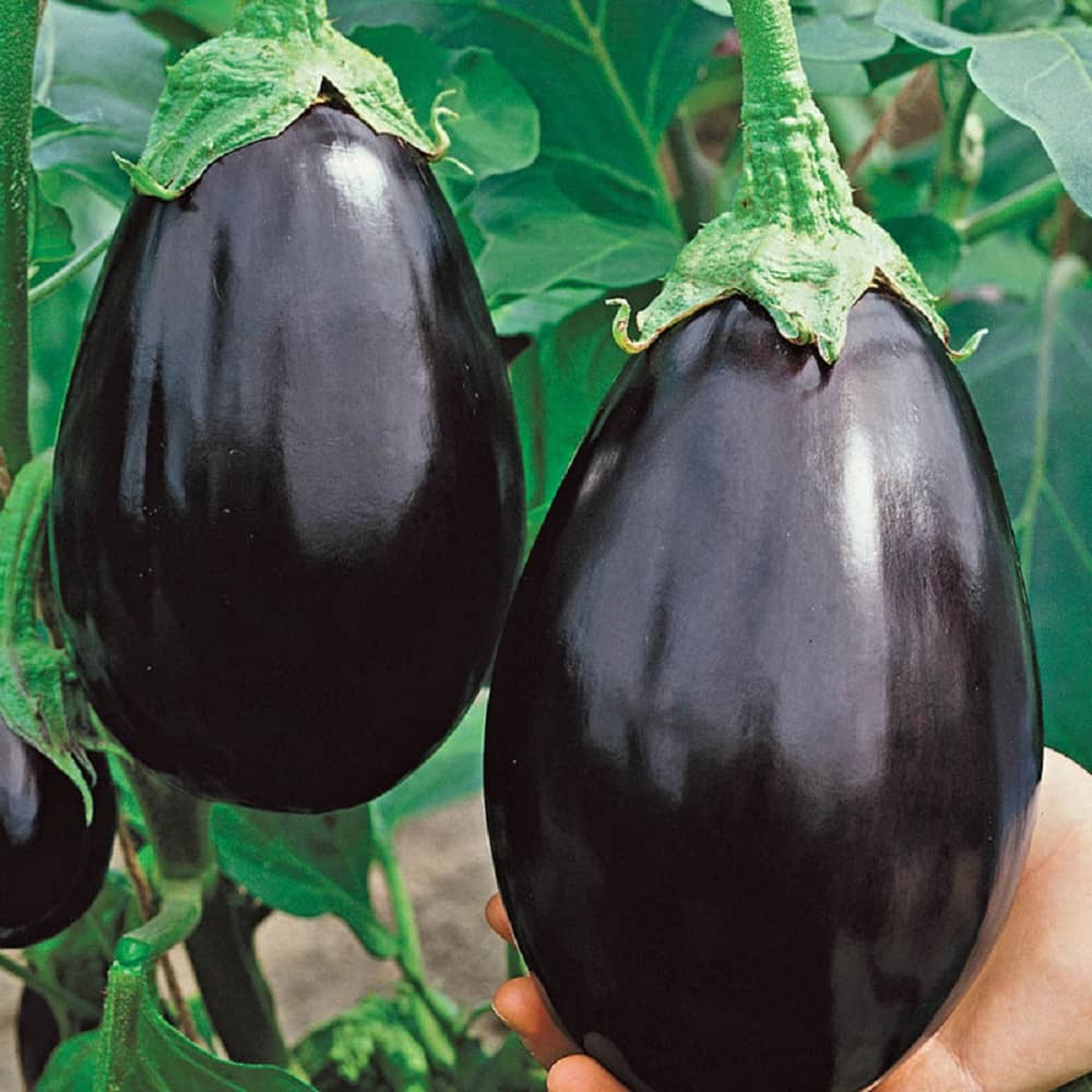 Jignisha Seeds Brinjal Vegetable ( 50 Seeds )