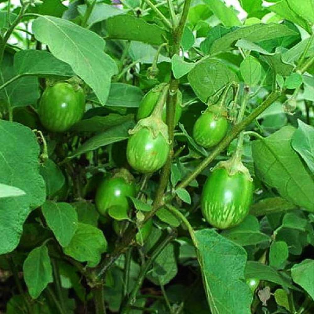 Green Round Brinjal (Baigan ke beej) Vegetable Seeds Pack Of 50 | Organic | for Planting in Home Kitchen Terrace Balcony Gardening