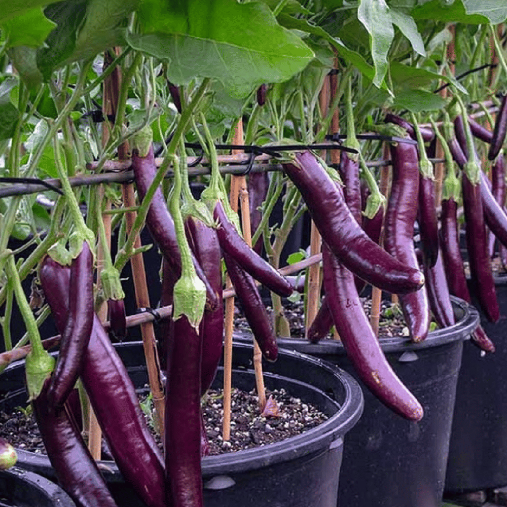 Purple Long Brinjal (Baigan ke beej) Vegetable Seeds Pack Of 50 | Organic | for Planting in Home Kitchen Terrace Balcony Gardening