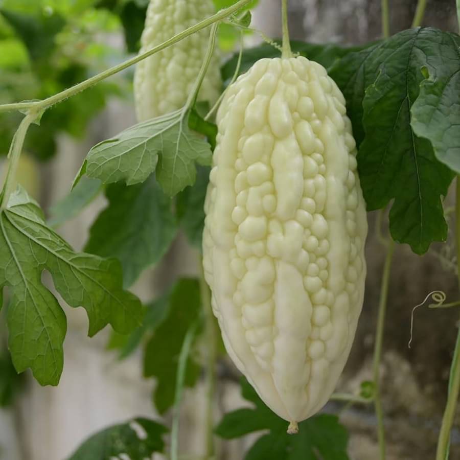 Jignisha Seeds Hybrid White Bitter Gourd Vegetable ( 15 Seeds ) Jignisha Seeds Hybrid White Bitter Gourd Vegetable ( 15 Seeds )