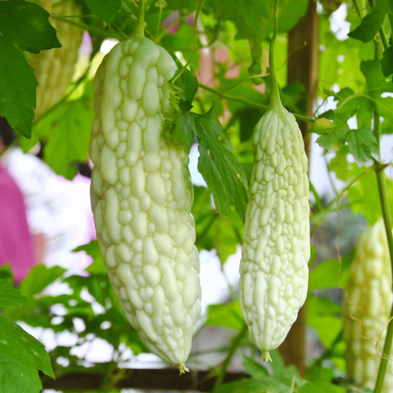 Jignisha Seeds White Bitter Gourd Vegetable ( 15 Seeds ) Jignisha Seeds White Bitter Gourd Vegetable ( 15 Seeds )