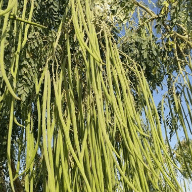Sonjna/ Moringa/ Drumstick Tree/ Horseradish Tree/ Ben Oil Tree/ Murungakka/ Munuga/ Murung/ Murung-a-kai/ Shewga Seeds ( 30 Seeds ) Sonjna/ Moringa/ Drumstick Tree/ Horseradish Tree/ Ben Oil Tree/ Murungakka/ Munuga/ Murung/ Murung-a-kai/ Shewga Seeds ( 30 Seeds )