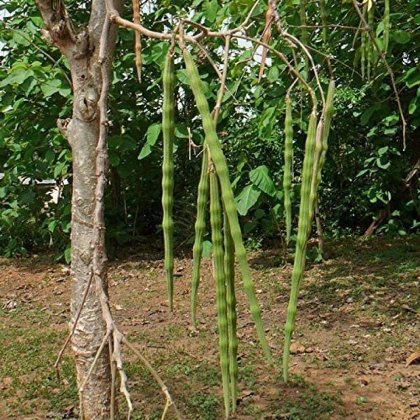 Jignisha Seeds Hybrid Moringa (Drumstick) Vegetable ( 20 Seeds ) Jignisha Seeds Hybrid Moringa (Drumstick) Vegetable ( 20 Seeds )