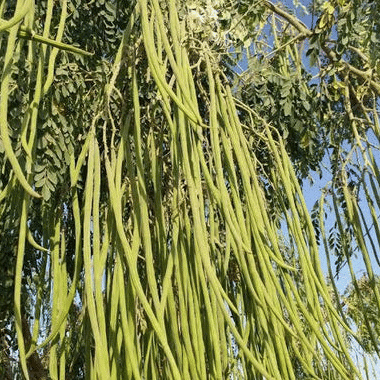 Jignisha Seeds Organic Moringa (Drumstick) Vegetable ( 15 Seeds )
