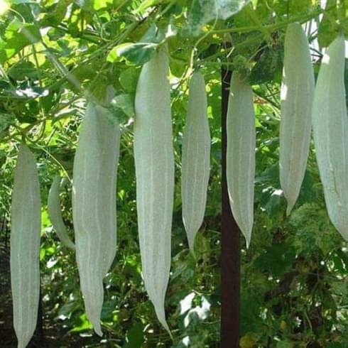 Jignisha Seeds Snake Gourd Vegetable ( 30 Seeds ) Jignisha Seeds Snake Gourd Vegetable ( 30 Seeds )