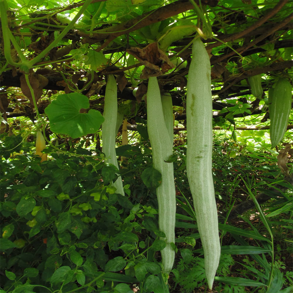 Jignisha Seeds Snake Gourd Vegetable ( 30 Seeds ) Jignisha Seeds Snake Gourd Vegetable ( 30 Seeds )