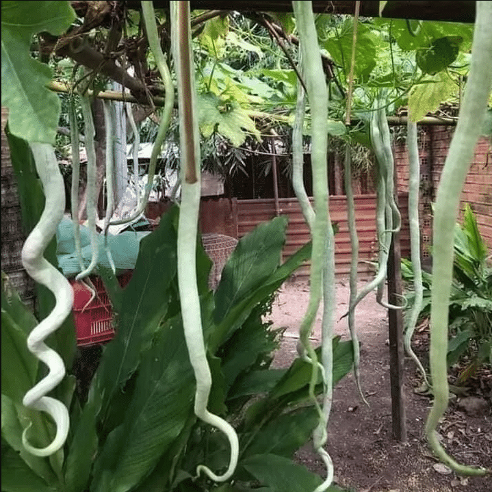Jignisha Seeds Snake Gourd Vegetable ( 30 Seeds ) Jignisha Seeds Snake Gourd Vegetable ( 30 Seeds )