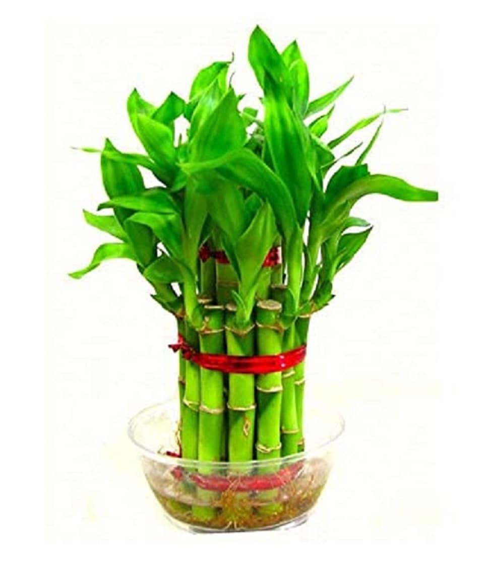 Green plant indoor Indoor Bamboo Plant ( Pack of 1 )