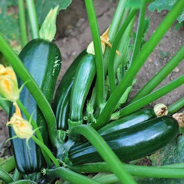Jignisha Seeds Hybrid Green Zucchini Vegetable ( 10 Seeds ) Jignisha Seeds Hybrid Green Zucchini Vegetable ( 10 Seeds )