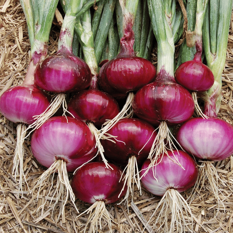 Jignisha Seeds Hybrid Kanda Vegetable ( 500 Seeds ) Jignisha Seeds Hybrid Kanda Vegetable ( 500 Seeds )