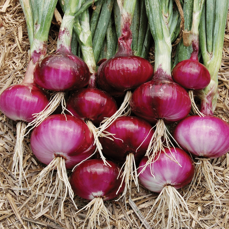 Jignisha Seeds Hybrid Kanda Vegetable ( 500 Seeds ) Jignisha Seeds Hybrid Kanda Vegetable ( 500 Seeds )