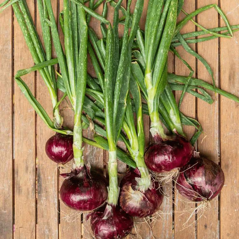 Jignisha Seeds Hybrid Kanda Vegetable ( 500 Seeds ) Jignisha Seeds Hybrid Kanda Vegetable ( 500 Seeds )