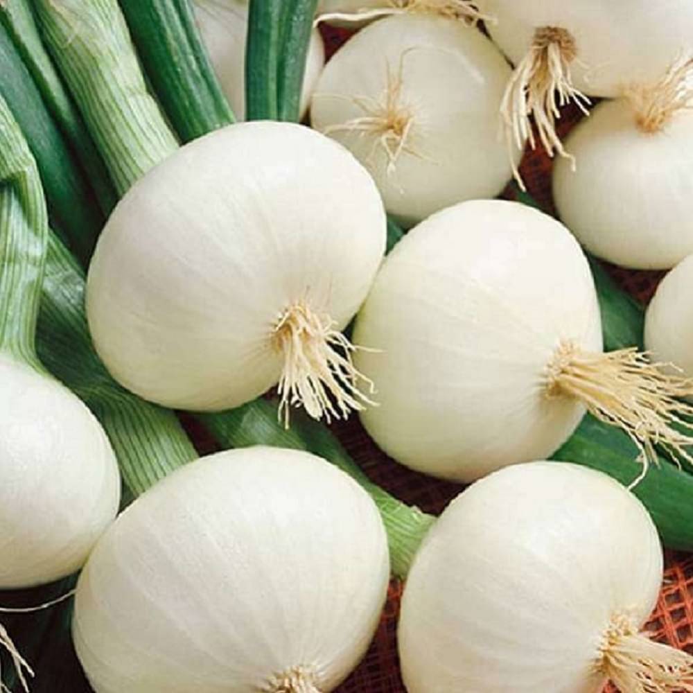     			Jignisha Seeds Hybrid White Onion Vegetable ( 500 Seeds )