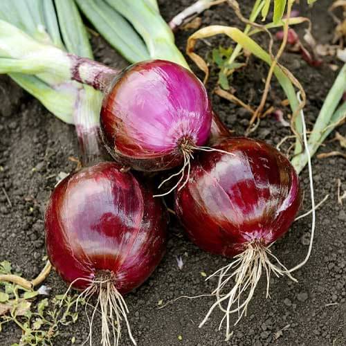 Jignisha Seeds Hybrid Lal Kanda Vegetable ( 500 Seeds ) Jignisha Seeds Hybrid Lal Kanda Vegetable ( 500 Seeds )