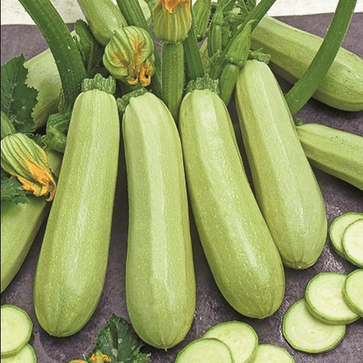 Jignisha Seeds Hybrid Light Green Zucchini Vegetable ( 10 Seeds ) Jignisha Seeds Hybrid Light Green Zucchini Vegetable ( 10 Seeds )