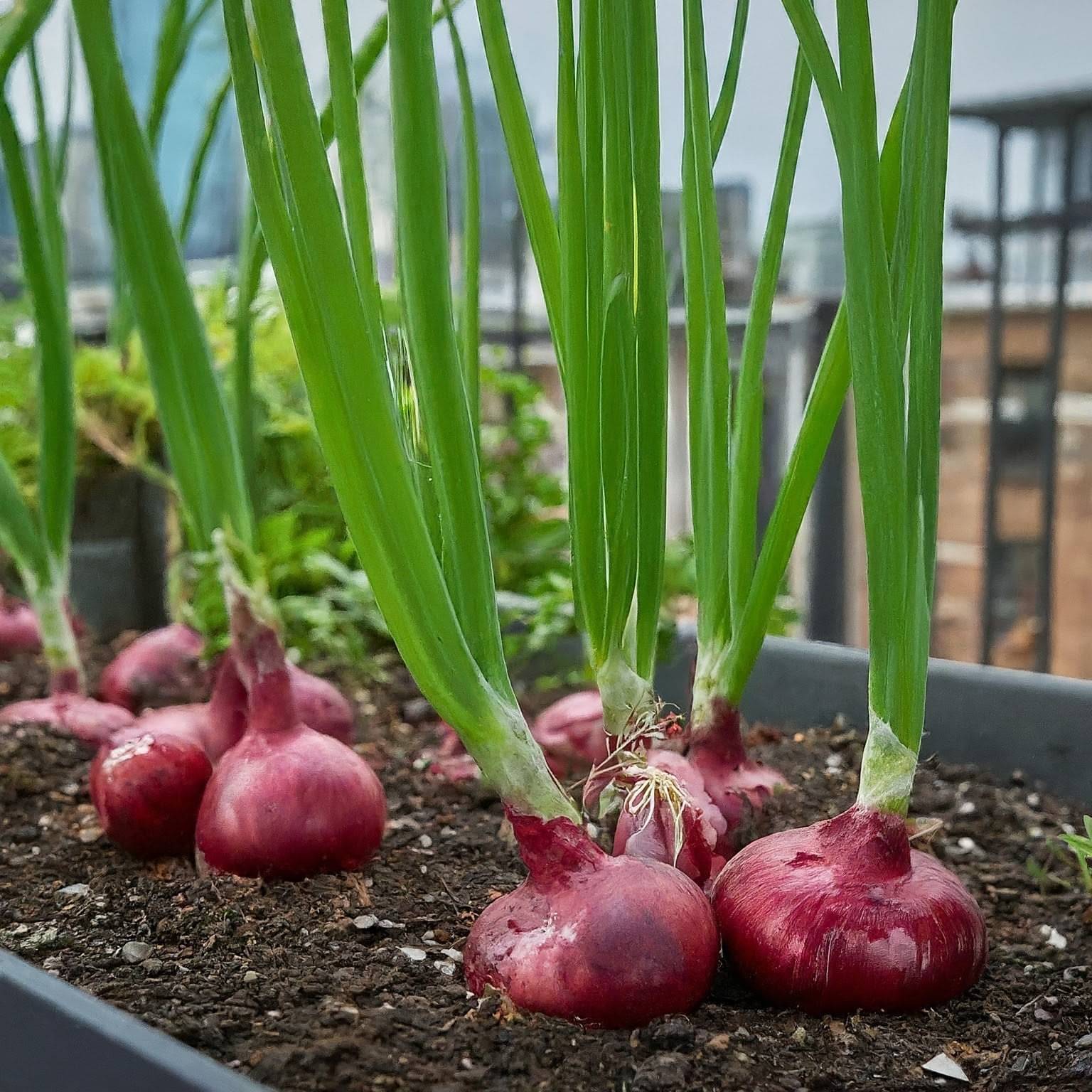 Jignisha Seeds Hybrid Onion Vegetable ( 500 Seeds ) Jignisha Seeds Hybrid Onion Vegetable ( 500 Seeds )