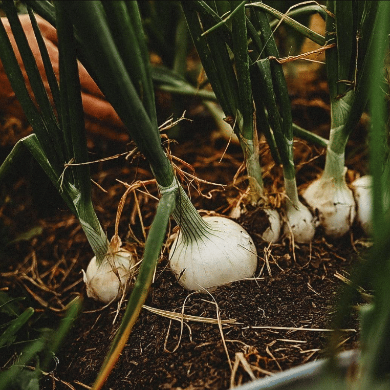 Jignisha Seeds Hybrid Safed Kanda Vegetable ( 500 Seeds ) Jignisha Seeds Hybrid Safed Kanda Vegetable ( 500 Seeds )