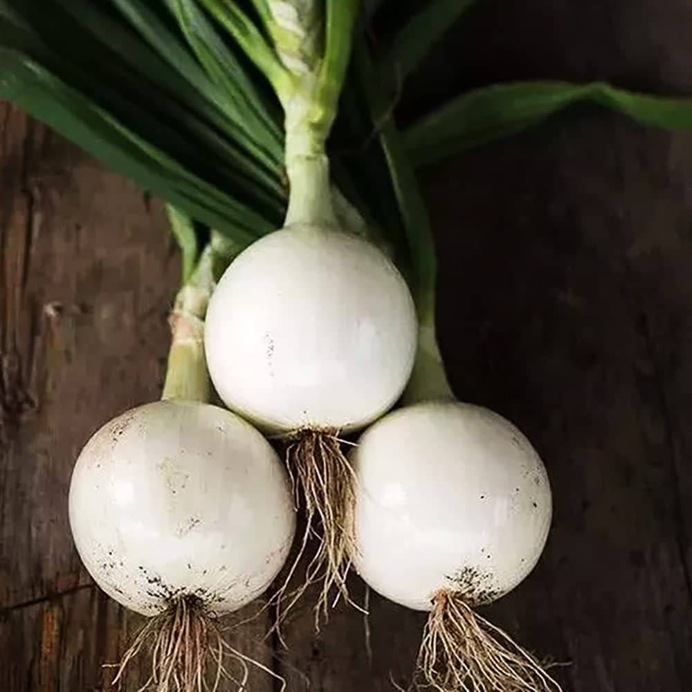 Jignisha Seeds Hybrid White Onion Vegetable ( 500 Seeds ) Jignisha Seeds Hybrid White Onion Vegetable ( 500 Seeds )