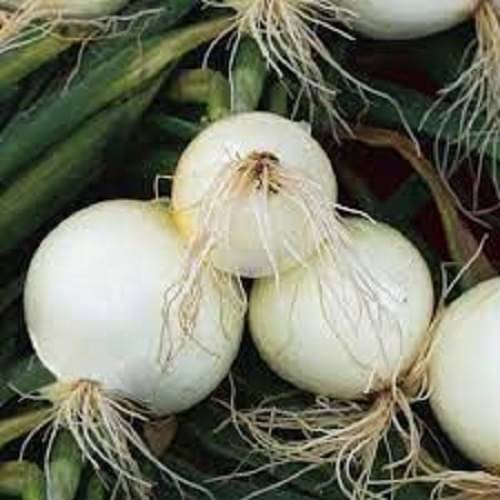 Hybrid Safed Kanda Vegetable ( 500 Seeds ) Hybrid Safed Kanda Vegetable ( 500 Seeds )
