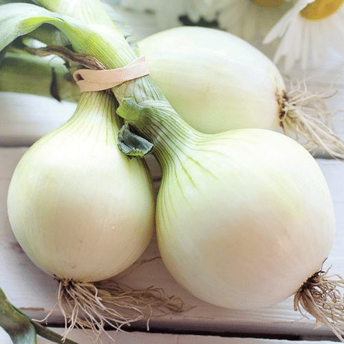 Jignisha Seeds Hybrid Safed Kanda Vegetable ( 500 Seeds ) Jignisha Seeds Hybrid Safed Kanda Vegetable ( 500 Seeds )