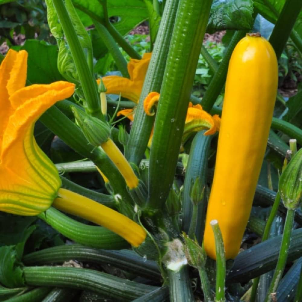     			Jignisha Seeds Hybrid Yellow Zucchini Vegetable ( 10 Seeds )