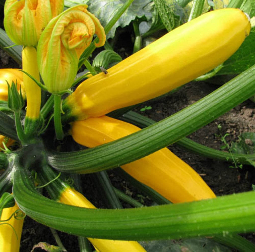 Exotic Yellow Long Zucchini Squash Cucurbita Vegetable Seeds Pack Of 10 | Organic | for Planting in Home Kitchen Terrace Balcony Gardening Exotic Yellow Long Zucchini Squash Cucurbita Vegetable Seeds Pack Of 10 | Organic | for Planting in Home Kitchen Terrace Balcony Gardening