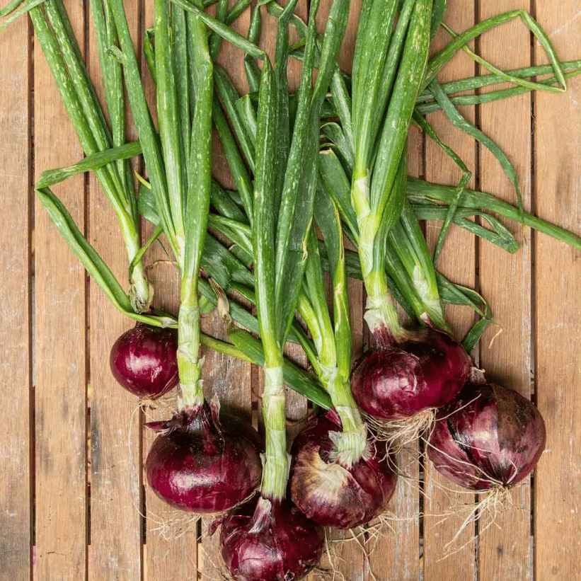 Jignisha Seeds Organic Kanda Vegetable ( 500 Seeds ) Jignisha Seeds Organic Kanda Vegetable ( 500 Seeds )