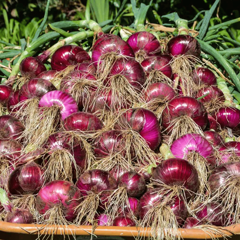 Jignisha Seeds Organic Red Onion Vegetable ( 500 Seeds ) Jignisha Seeds Organic Red Onion Vegetable ( 500 Seeds )