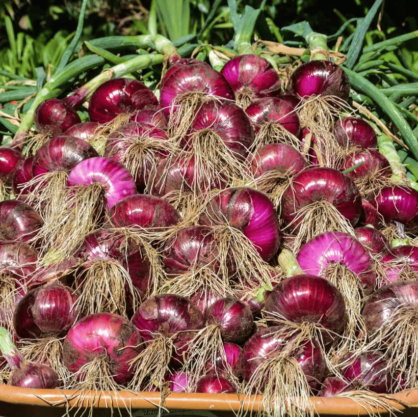 Red Onion Vegetable ( 500 Seeds ) Red Onion Vegetable ( 500 Seeds )