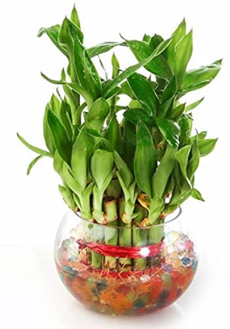 Green plant indoor Indoor Bamboo Plant ( Pack of 1 )
