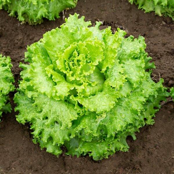 Jignisha Seeds Green Lettuce Vegetable ( 100 Seeds ) Jignisha Seeds Green Lettuce Vegetable ( 100 Seeds )