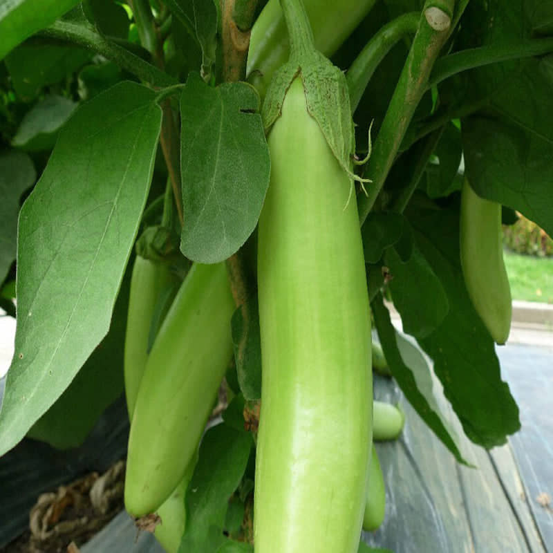 Jignisha Seeds Green Long Brinjal Vegetable ( 50 Seeds )