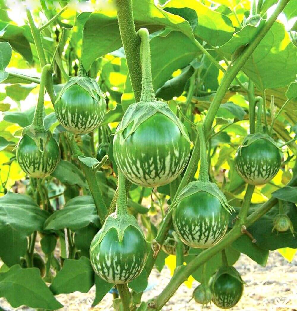 Jignisha Seeds Green Round Brinjal Vegetable ( 50 Seeds ) Jignisha Seeds Green Round Brinjal Vegetable ( 50 Seeds )