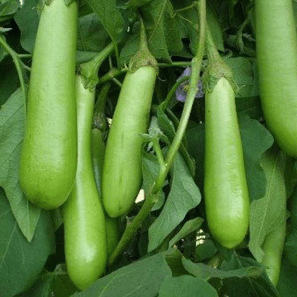 Jignisha Seeds Hybrid Green Brinjal Vegetable ( 50 Seeds ) Jignisha Seeds Hybrid Green Brinjal Vegetable ( 50 Seeds )