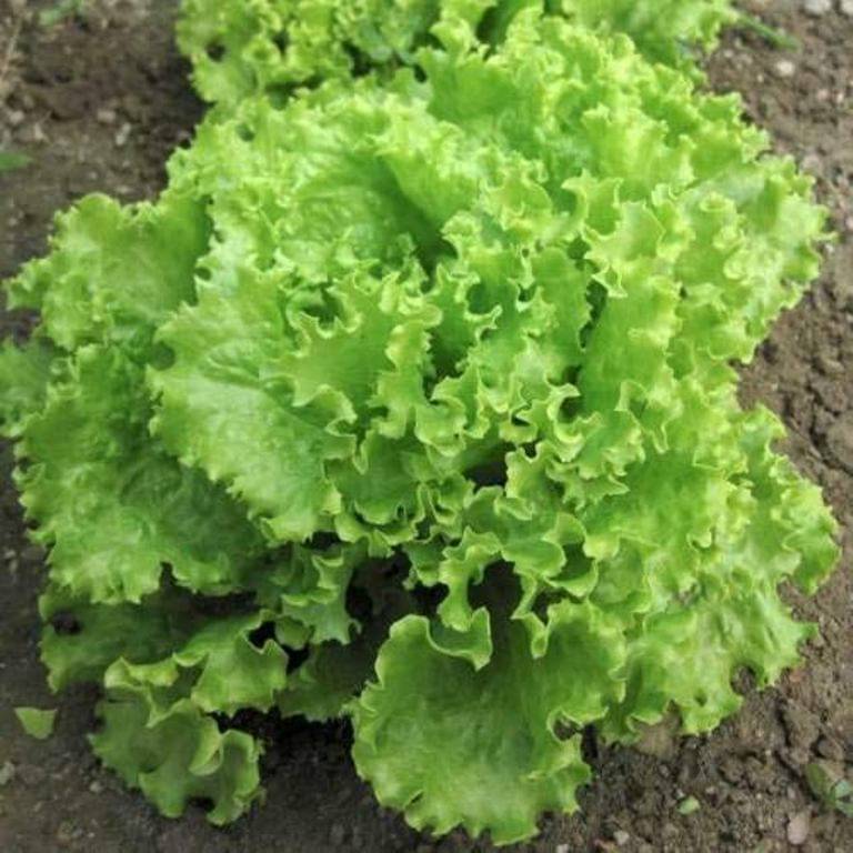 Jignisha Seeds Hybrid Green Lettuce Vegetable ( 100 Seeds ) Jignisha Seeds Hybrid Green Lettuce Vegetable ( 100 Seeds )