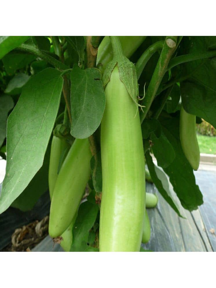 Jignisha Seeds Hybrid Green Long Brinjal Vegetable ( 50 Seeds )
